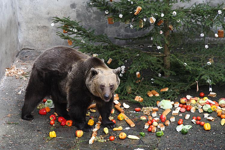 Medvědí Vánoce v Českém Krumlově 24.12.2011