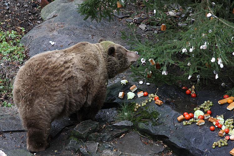 Beary Christmas in  Český Krumlov 24.12.2011