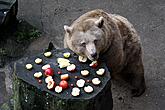 Bear Christmas, 24.12.2012, photo by: Lubor Mrázek