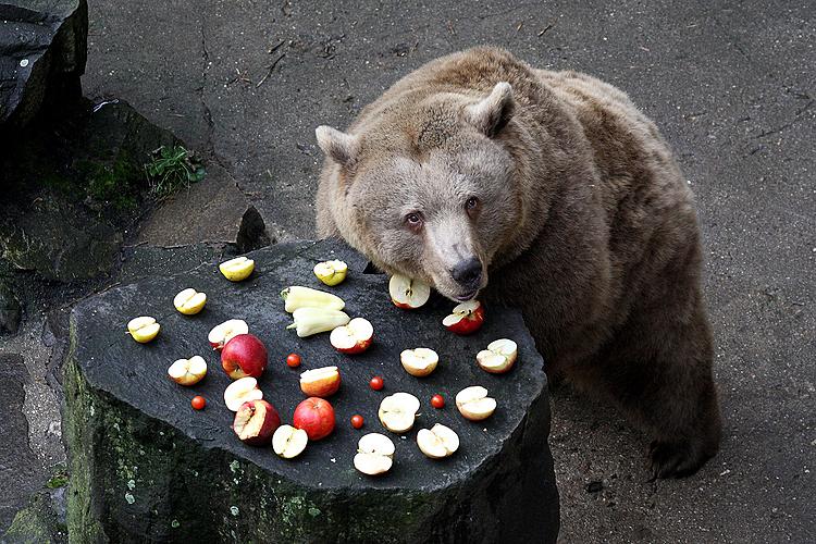 Bear Christmas, 24.12.2012