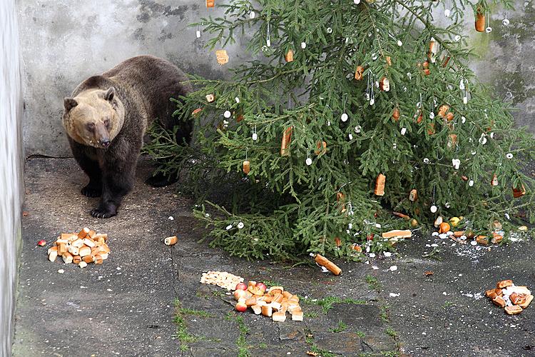 Bear Christmas, 24.12.2012