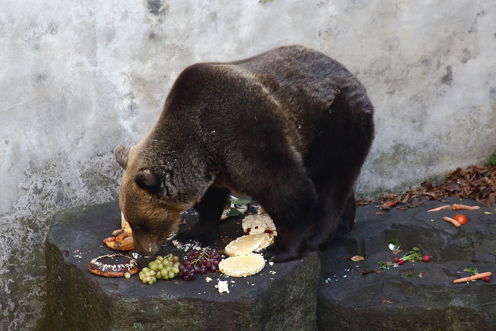 Christmas Eve - Bear Christmas, 24.12.2013