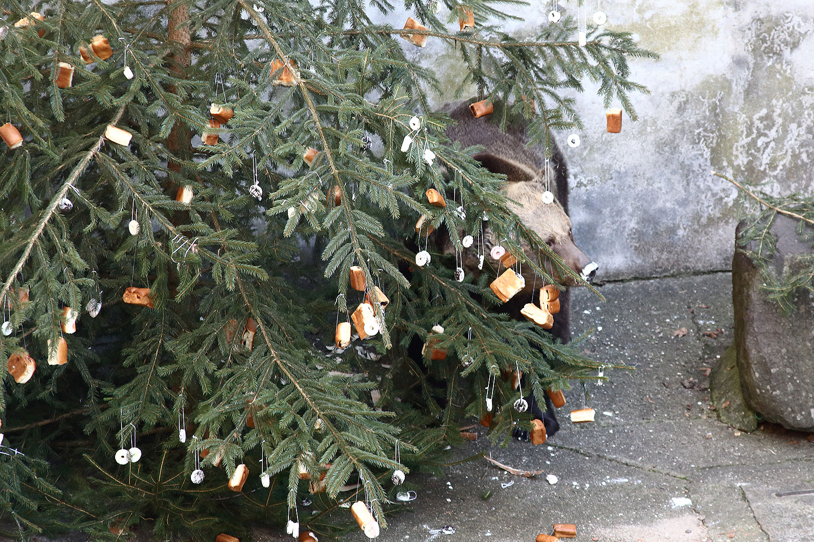 Christmas Eve - Bear Christmas, 24.12.2013