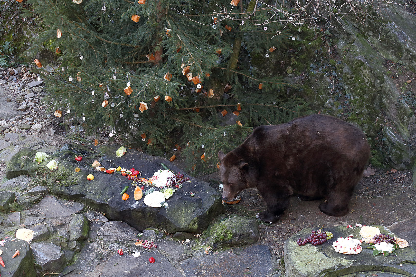 Christmas Eve - Bear Christmas, 24.12.2013