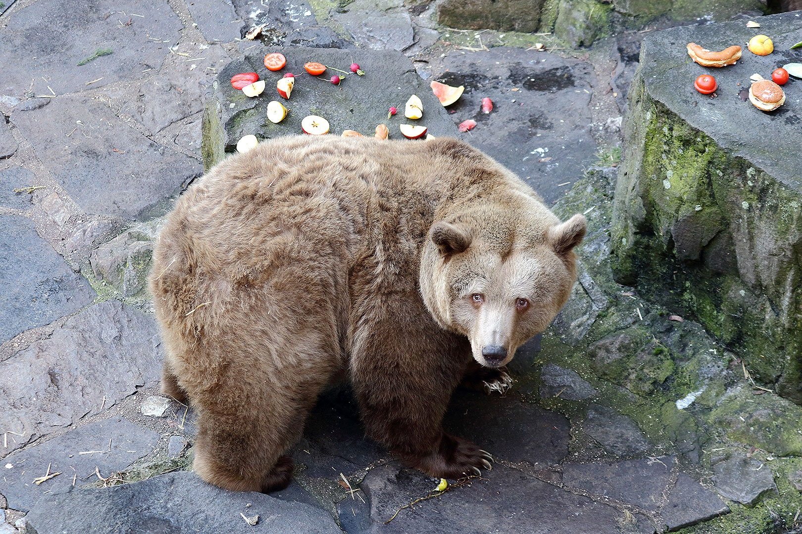 Christmas Eve - Bear Christmas, 24.12.2013