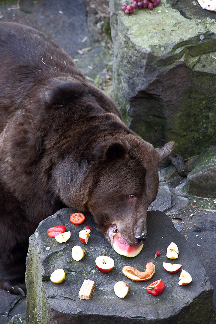 Christmas Eve - Bear Christmas, 24.12.2013