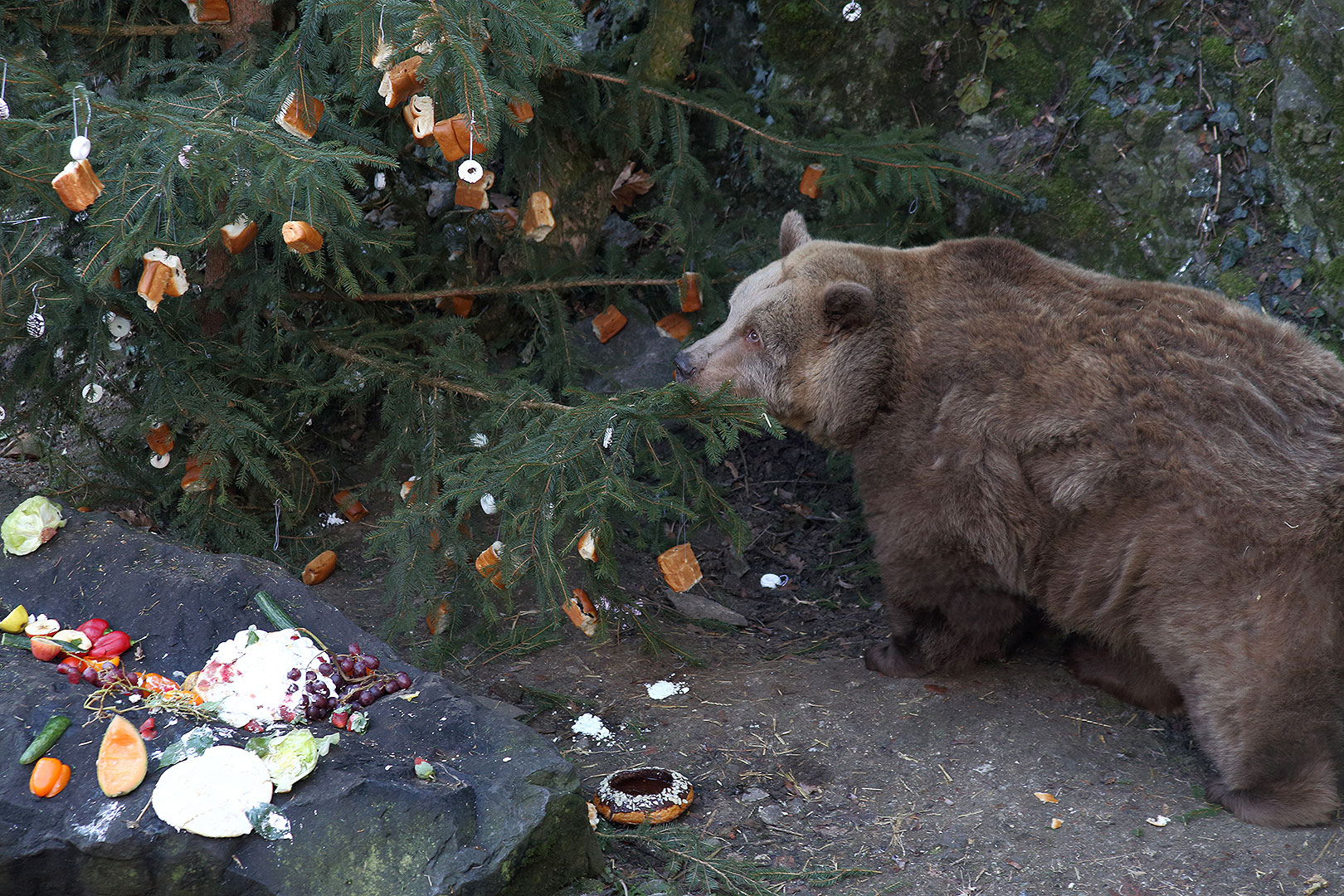 Christmas Eve - Bear Christmas, 24.12.2013