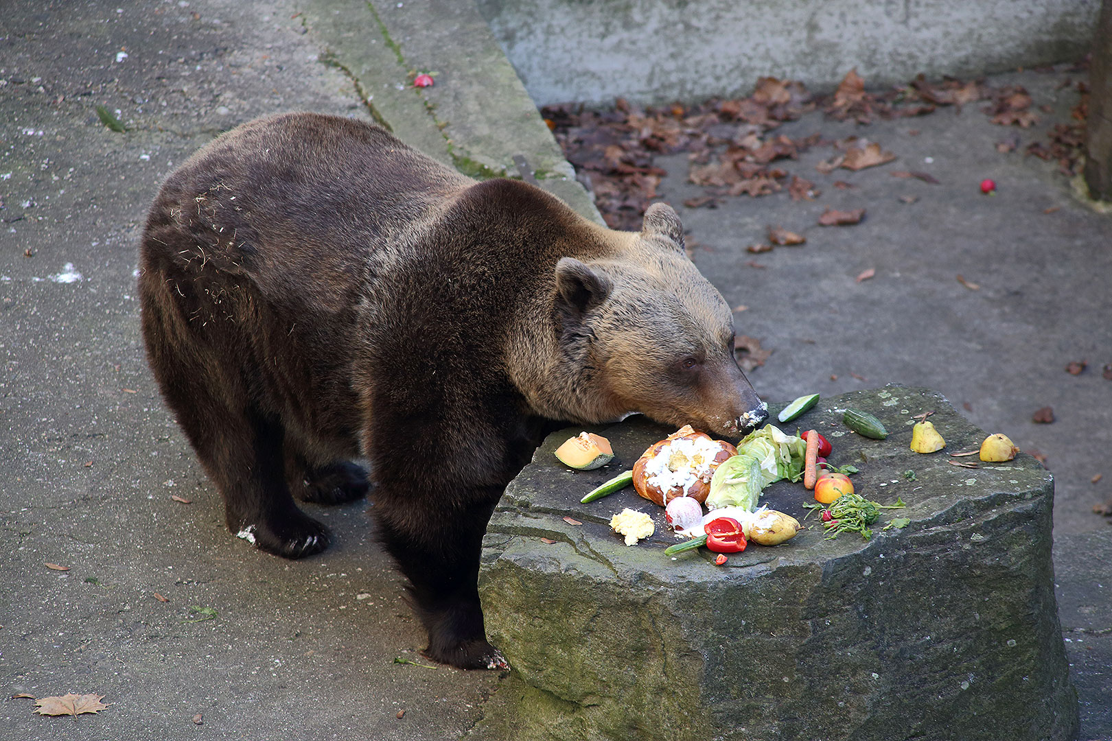 Christmas Eve - Bear Christmas, 24.12.2013