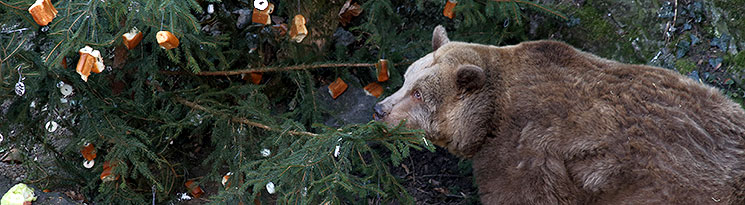 Å tÄdrÃ½ den - MedvÄdÃ­ VÃ¡noce, 24.12.2013