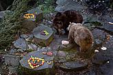 Christmas for the Bears, 24.12.2014, Advent and Christmas in Český Krumlov, photo by: Lubor Mrázek