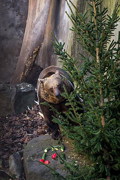 Medvědí vánoce, 24.12.2014, Advent a Vánoce v Českém Krumlově