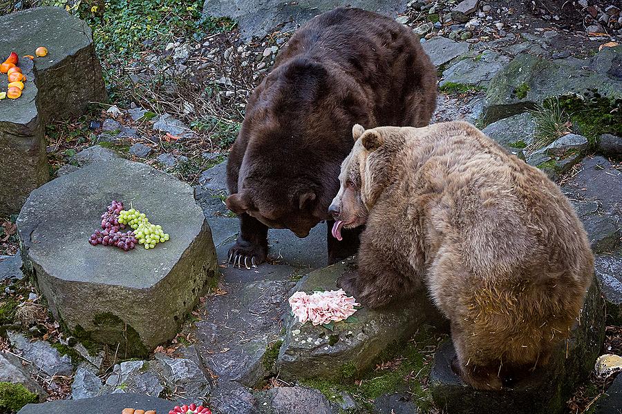 Christmas for the Bears, 24.12.2014, Advent and Christmas in Český Krumlov