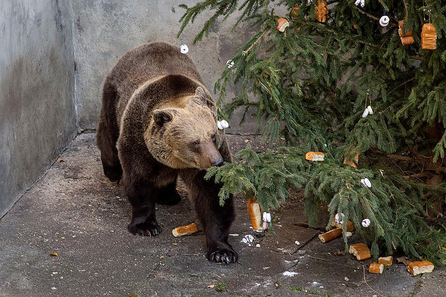 Medvědí vánoce, 24.12.2014, Advent a Vánoce v Českém Krumlově