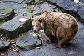 Christmas for the Bears, 24.12.2014, Advent and Christmas in Český Krumlov, photo by: Lubor Mrázek