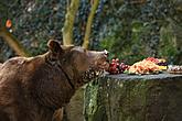 Christmas for the Bears, 24.12.2015, Advent and Christmas in Český Krumlov, photo by: Libor Sváček