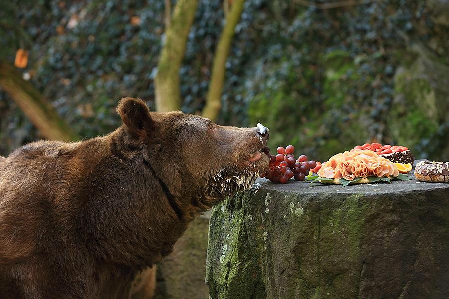 Christmas for the Bears, 24.12.2015, Advent and Christmas in Český Krumlov