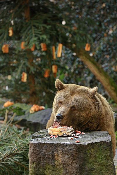 Christmas for the Bears, 24.12.2015, Advent and Christmas in Český Krumlov