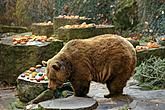 Christmas for the Bears, 24.12.2015, Advent and Christmas in Český Krumlov, photo by: Libor Sváček