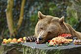 Christmas for the Bears, 24.12.2015, Advent and Christmas in Český Krumlov, photo by: Libor Sváček