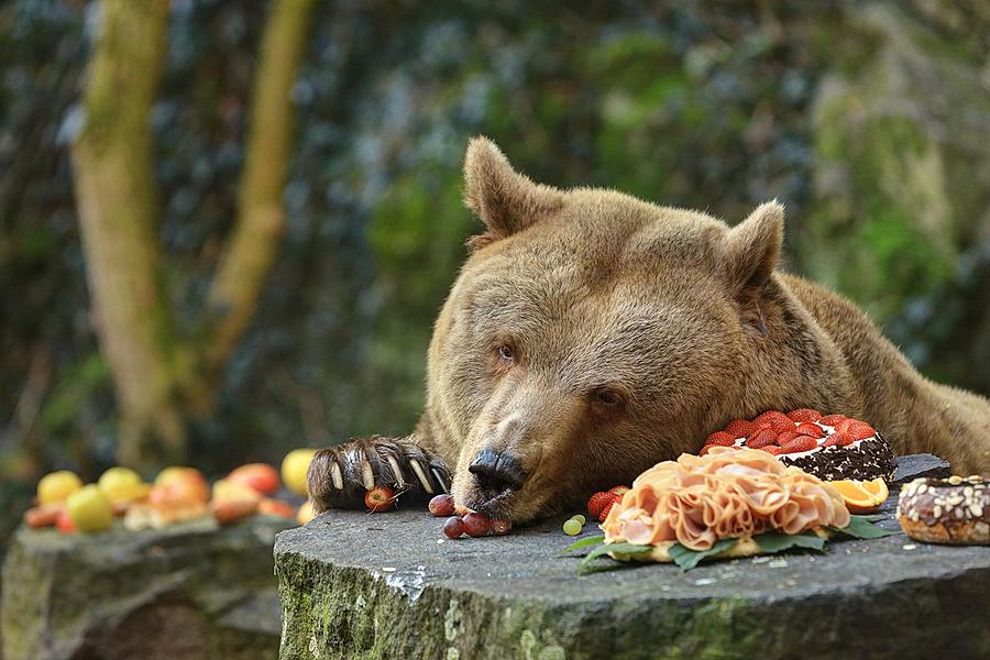 Christmas for the Bears, 24.12.2015, Advent and Christmas in Český Krumlov