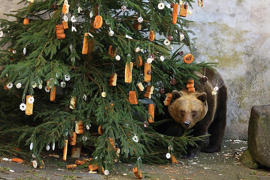 Medvědí vánoce, 24.12.2015, Advent a Vánoce v Českém Krumlově