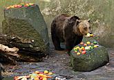 Christmas for the Bears, 24.12.2015, Advent and Christmas in Český Krumlov, photo by: Libor Sváček