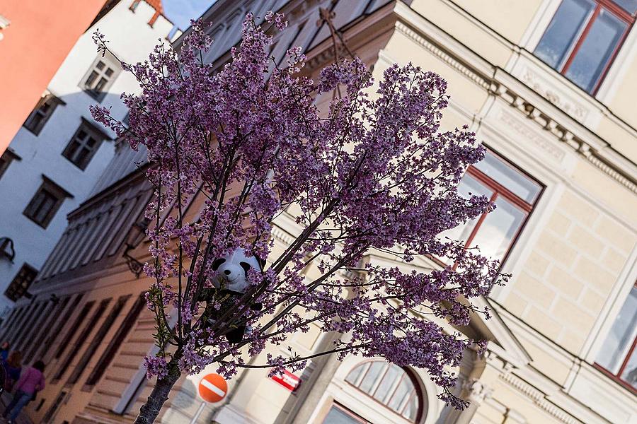 Kouzelný Krumlov 2016