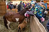 Baby Jesus Postal Office at U Zlatého Anděla and arrival of the White Lady, 10.12.2016, photo by: Lubor Mrázek