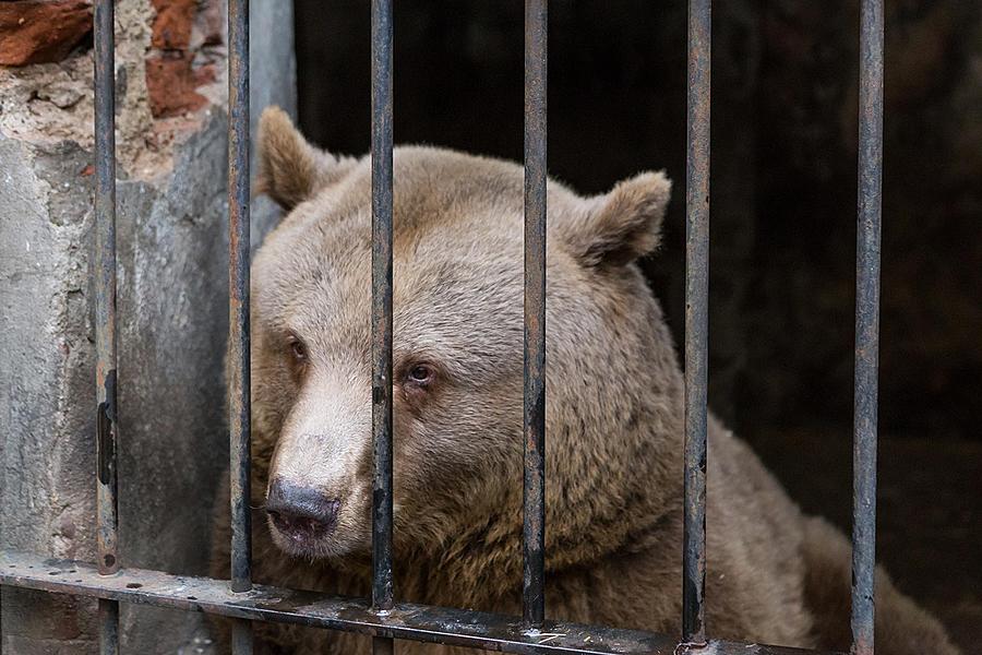 Christmas for the Bears, 24.12.2016, Advent and Christmas in Český Krumlov