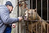 Christmas for the Bears, 24.12.2016, Advent and Christmas in Český Krumlov, photo by: Lubor Mrázek