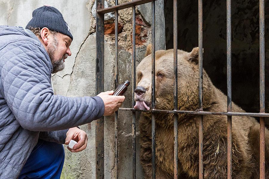 Christmas for the Bears, 24.12.2016, Advent and Christmas in Český Krumlov