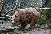 Christmas for the Bears, 24.12.2016, Advent and Christmas in Český Krumlov, photo by: Lubor Mrázek