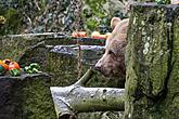 Christmas for the Bears, 24.12.2016, Advent and Christmas in Český Krumlov, photo by: Lubor Mrázek