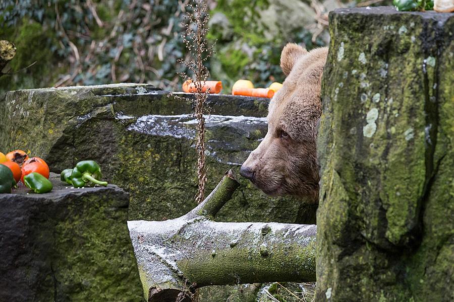 Medvědí vánoce, 24.12.2016, Advent a Vánoce v Českém Krumlově