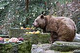 Christmas for the Bears, 24.12.2016, Advent and Christmas in Český Krumlov, photo by: Lubor Mrázek