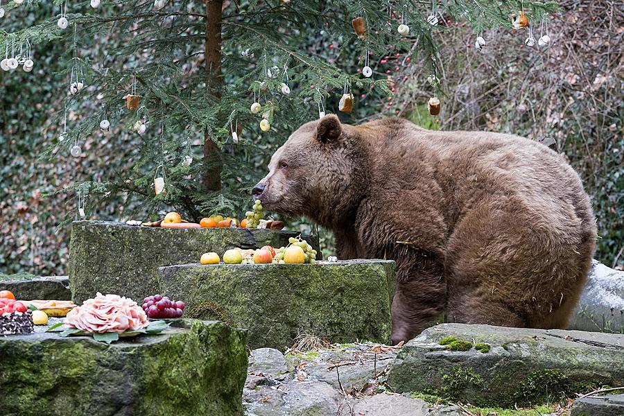 Christmas for the Bears, 24.12.2016, Advent and Christmas in Český Krumlov