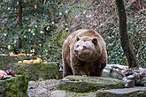 Christmas for the Bears, 24.12.2016, Advent and Christmas in Český Krumlov, photo by: Lubor Mrázek