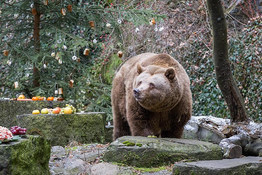 Bärenweihnachten, 24.12.2016, Advent und Weihnachten in Český Krumlov