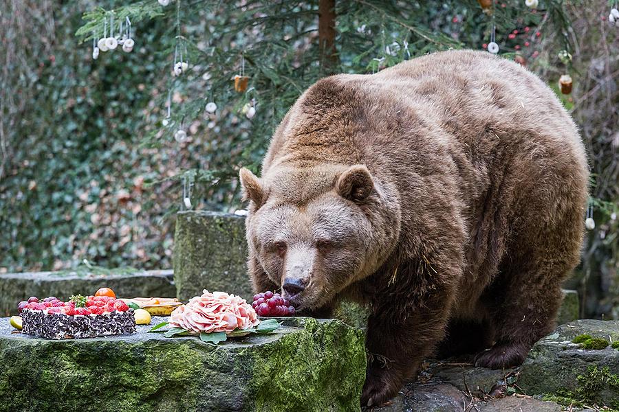 Bärenweihnachten, 24.12.2016, Advent und Weihnachten in Český Krumlov