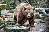 Christmas for the Bears, 24.12.2016, Advent and Christmas in Český Krumlov, photo by: Lubor Mrázek