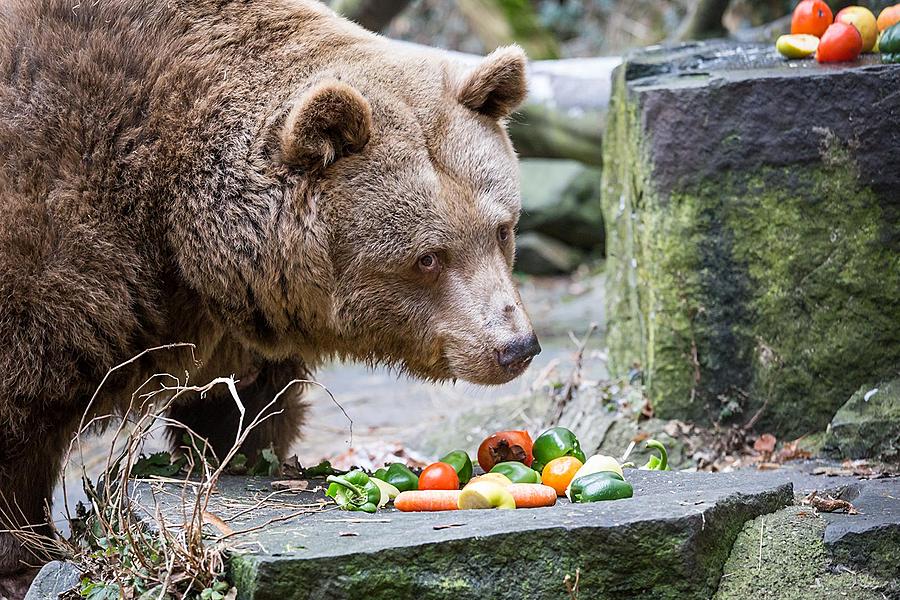 Christmas for the Bears, 24.12.2016, Advent and Christmas in Český Krumlov