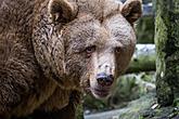 Christmas for the Bears, 24.12.2016, Advent and Christmas in Český Krumlov, photo by: Lubor Mrázek