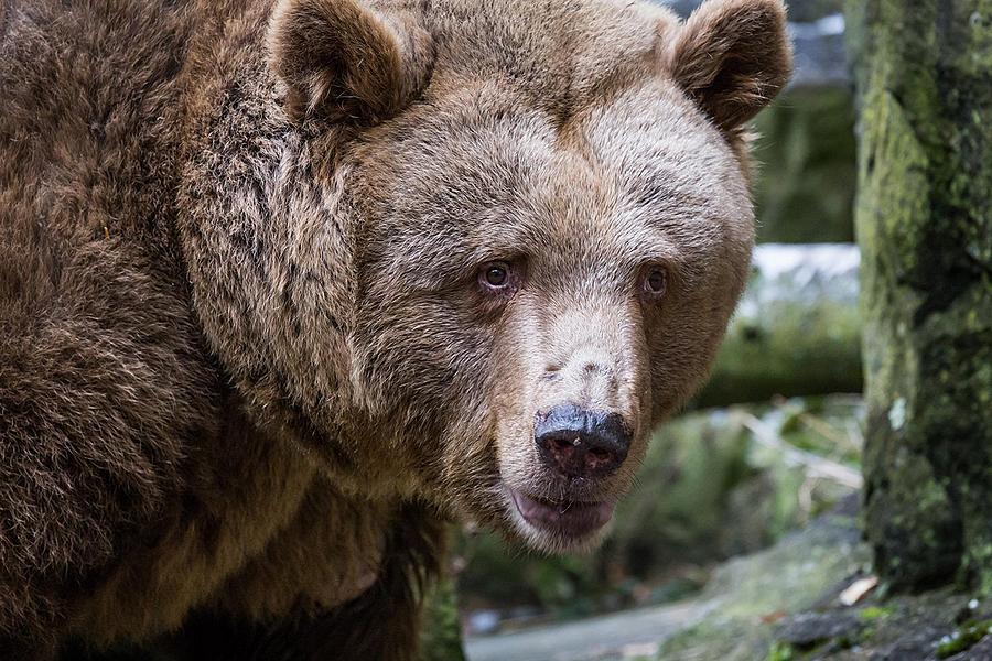 Christmas for the Bears, 24.12.2016, Advent and Christmas in Český Krumlov