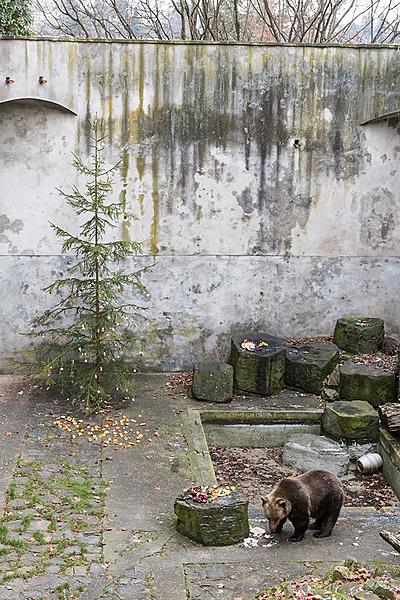 Christmas for the Bears, 24.12.2016, Advent and Christmas in Český Krumlov