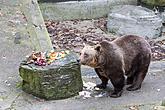 Christmas for the Bears, 24.12.2016, Advent and Christmas in Český Krumlov, photo by: Lubor Mrázek