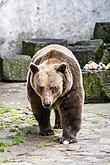 Christmas for the Bears, 24.12.2017, Advent and Christmas in Český Krumlov, photo by: Lubor Mrázek