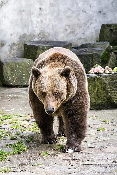 Christmas for the Bears, 24.12.2017, Advent and Christmas in Český Krumlov