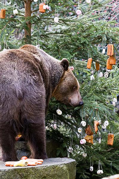Bärenweihnachten, 24.12.2017, Advent und Weihnachten in Český Krumlov