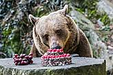 Christmas for the Bears, 24.12.2017, Advent and Christmas in Český Krumlov, photo by: Lubor Mrázek