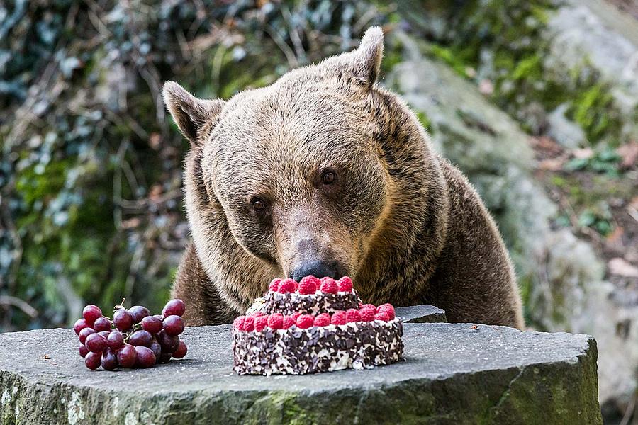 Christmas for the Bears, 24.12.2017, Advent and Christmas in Český Krumlov